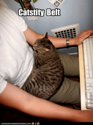 A cat sitting across a man’s lap with the words ‘Catstity belt’ on the top of the image