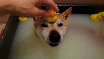 A grinning dog submerged in a bath with a rubber duckie on his head