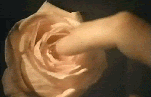 A finger gently circling the inside of a rose